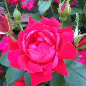 Meet your Posher, Kelsey